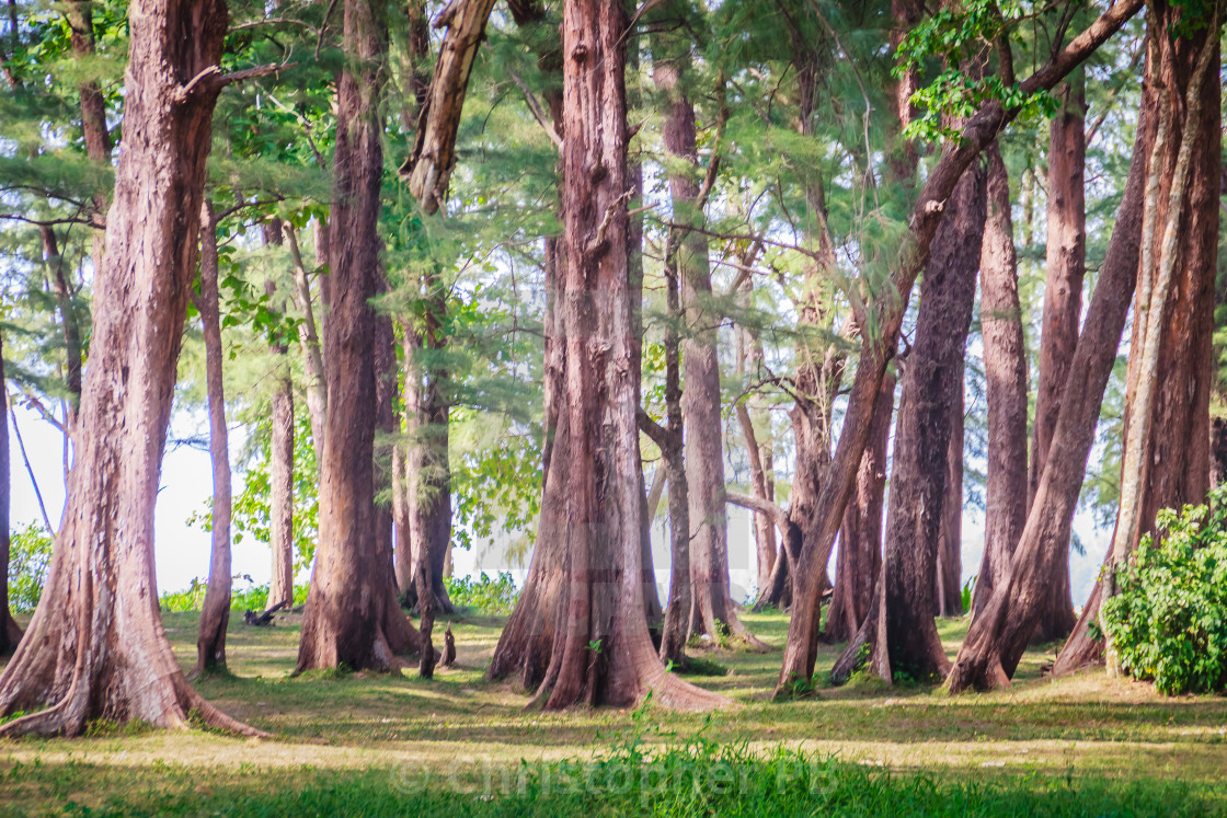 Evergreen Casuarina equisetifolia (Common ironwood) forest tree at